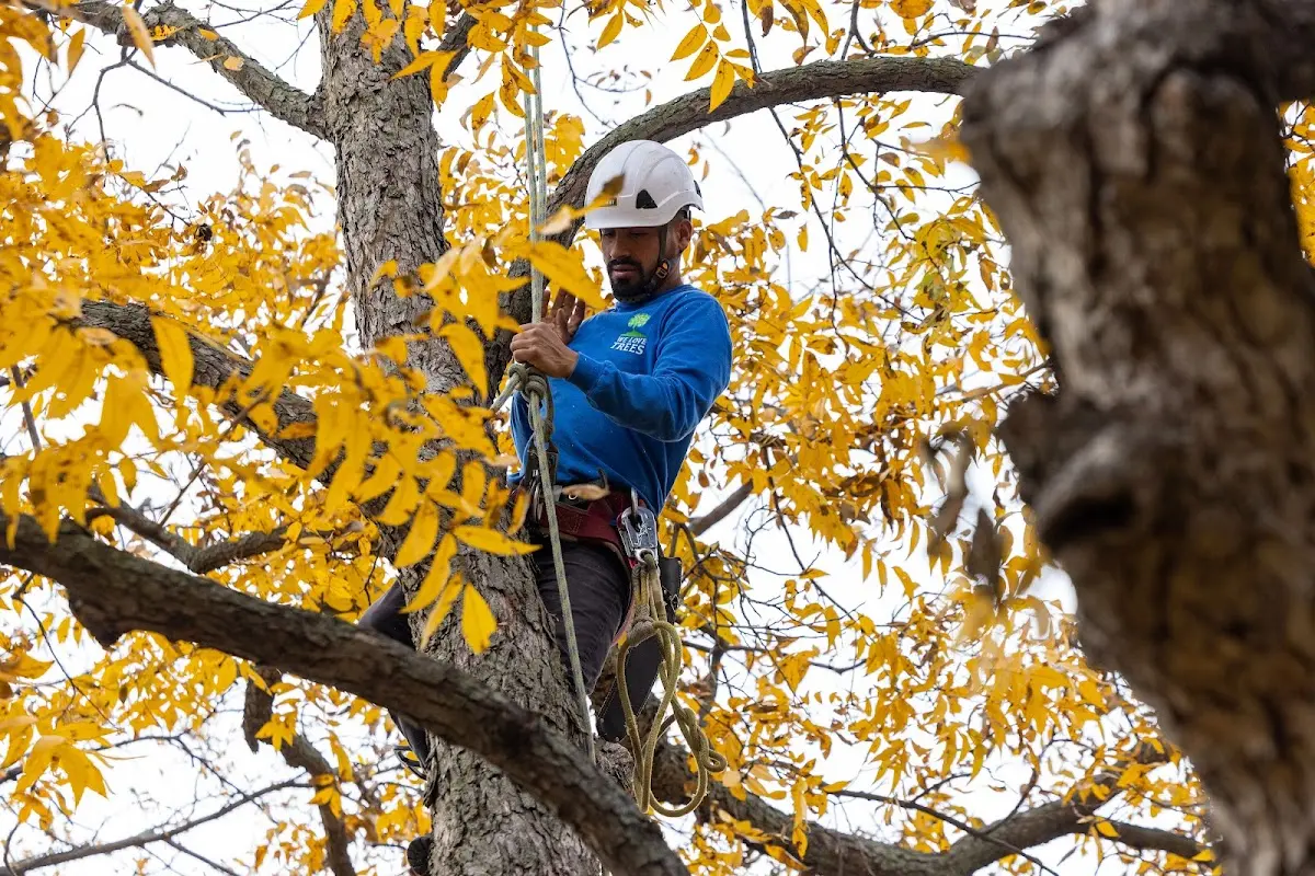 Skilled Tree Planing crew working in Independence